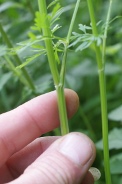 Selinum-carvifolia-17-07-2011-2790