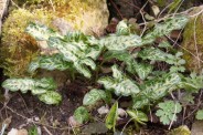 Arum-italicum-14-03-2009-175