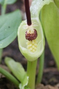 Arum-maculatum-05-05-2010-7920