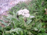 Achillea-millefolium-Trouville-PICT0025