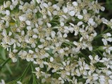 Achillea-millefolium