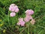 Achillea-millefolium5-09-07-2008