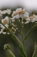 Achillea-ptarmica-23-07-2009-1397