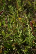 Ambrosia-artemisiifolia-21-07-2011-2900