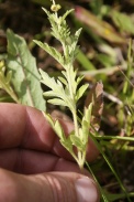 Ambrosia-artemisiifolia-21-07-2011-2915