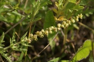 Ambrosia-artemisiifolia-21-07-2011-2924