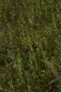Ambrosia-artemisiifolia-21-07-2011-2937