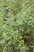 Ambrosia-artemisiifolia-21-07-2011-2942