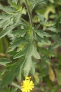 Ambrosia-artemisiifolia-21-07-2011-2944