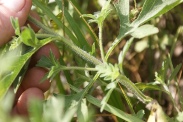 Ambrosia-artemisiifolia-21-07-2011-2947