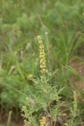 Ambrosia-artemisiifolia-21-07-2011-2991