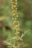 Ambrosia-artemisiifolia-21-07-2011-2998