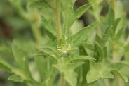 Ambrosia-artemisiifolia-22-07-2011-3022