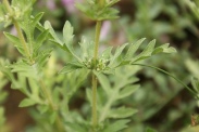 Ambrosia-artemisiifolia-22-07-2011-3025
