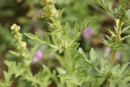 Ambrosia-artemisiifolia-22-07-2011-3027