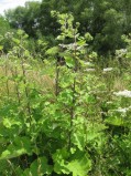 Arctium-lappa-10-07-2008-122