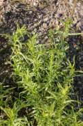 Artemisia-dracunculus-24-04-2009-1464