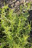 Artemisia-dracunculus-24-04-2009-1465