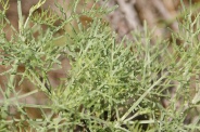 Artemisia-herba-alba-11-06-2010-9678