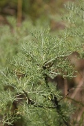 Artemisia-herba-alba-11-06-2010-9679