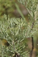 Artemisia-herba-alba-11-06-2010-9685