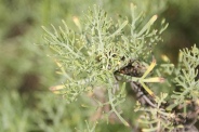 Artemisia-herba-alba-11-06-2010-9687