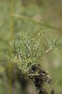 Artemisia-herba-alba-11-06-2010-9688