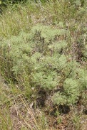 Artemisia-herba-alba-11-06-2010-9690