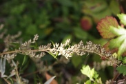 Artemisia-vulgaris-11-09-2010-4883