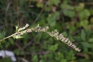 Artemisia-vulgaris-11-09-2010-4887
