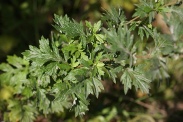 Artemisia-vulgaris-11-09-2010-4888