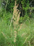 Artemisia-vulgaris-15-08-2008-276