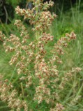 Artemisia-vulgaris-15-08-2008-278