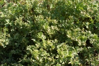 Artemisia-vulgaris-24-04-2009-1474