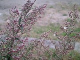 Artemisia-vulgaris-Trouville_PICT0026
