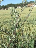 Artemisia-vulgaris-fleurs-01-07-2008