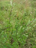 Artemisia-vulgaris1-1-09-07-2008