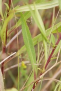 Aster-versicolor-22-07-2011-3156