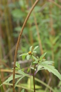 Bidens-tripartita-12-08-2011-4550