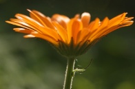 Calendula-officinalis-27-06-2009-6216