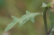 Centaurea-aspera-02-07-2009-7585