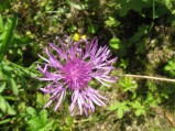 Centaurea-jacea4