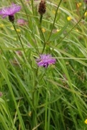 Centaurea-thuillieri-07-07-2009-8610