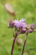 Cirsium-arvense-09-07-2009-9475