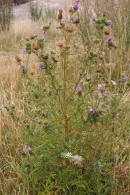 Cirsium-lanceolatum-27-07-2009-1833