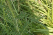 Cirsium-palustre-24-06-2010-0500