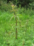 Eupatorium-cannabinum-10-05-2008-2838