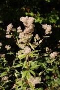 Eupatorium-cannabinum-13-10-2009-5108