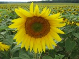 Helianthus-annuus-15-08-2008-263