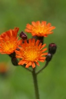 Hieracium-aurantiacum-06-06-2009-4005